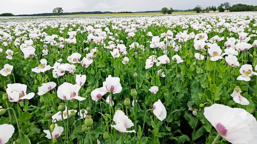 Excellent poppy seeds stands II