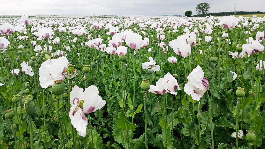 Excellent poppy seeds stands II
