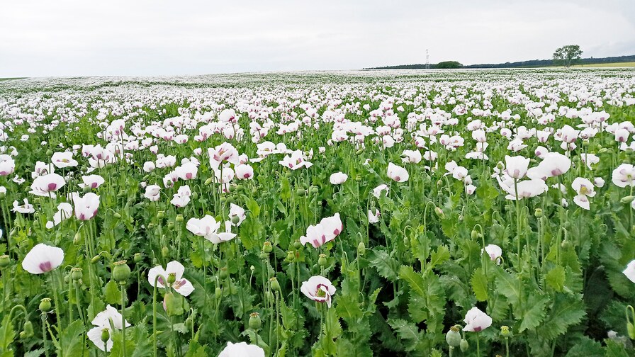 Excellent poppy seeds stands II