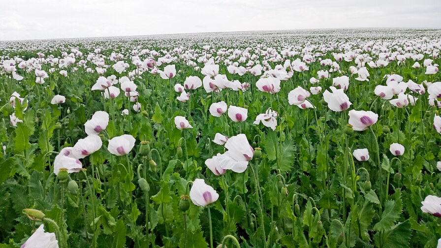 Excellent poppy seeds stands II