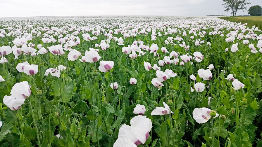 Excellent poppy seeds stands II