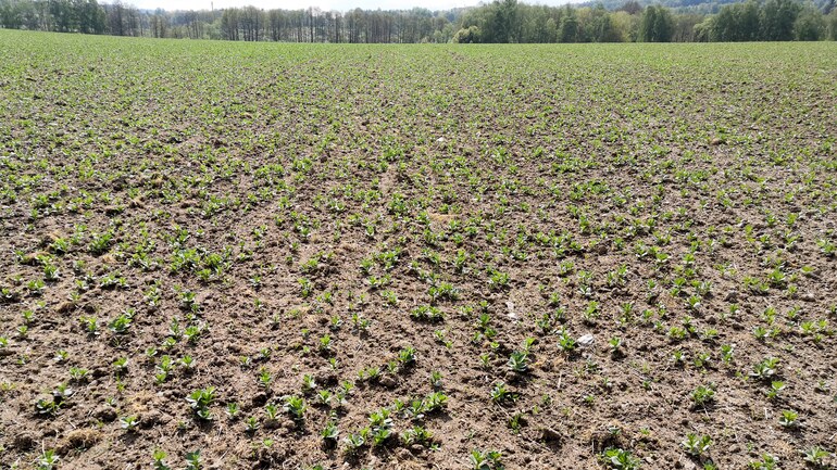 Falcon PRO Tandem – full area seed placement with fertilisation