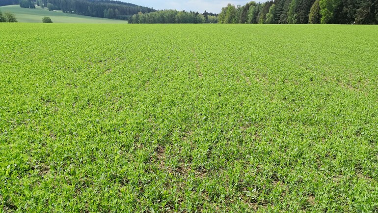 Falcon PRO Tandem – full area seed placement with fertilisation