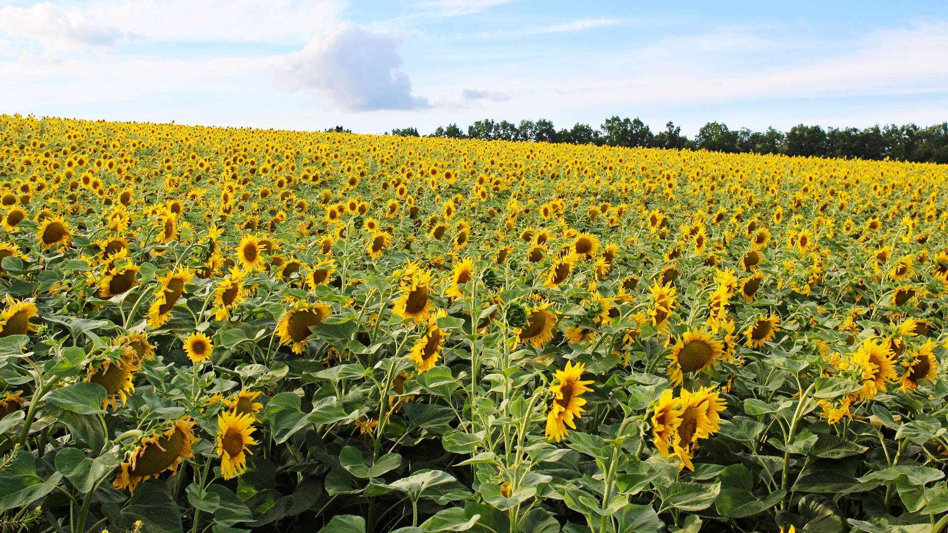 Подсолнечник, Falcon HW и Stip Till 6