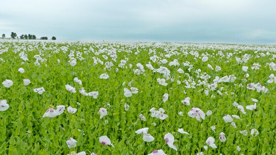 Verso and Digger on a Czech farm
