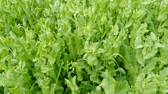 Verso and Digger on a Czech farm