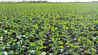 Winter Oilseed Rape Crop Establishment Technology