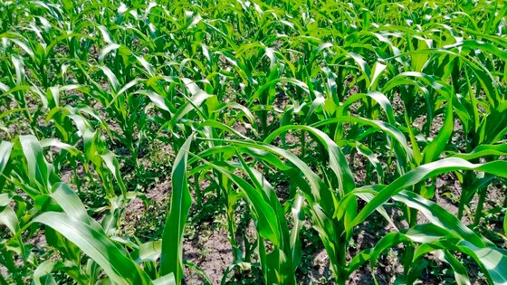 Falcon HW and Strip Till 6 Farmet - the first hundreds of hectares in Ukraine II