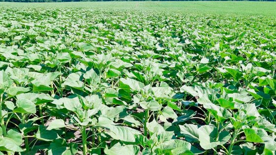 Falcon HW and Strip Till 6 Farmet - the first hundreds of hectares in Ukraine II