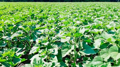 Strip-till technology in Ukraine brings results