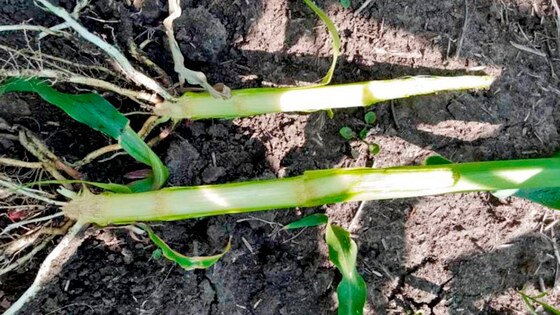 Strip-till technology in Ukraine brings results