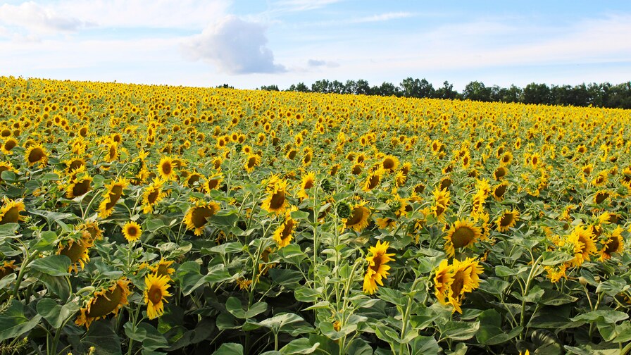 Strip-till technology in Ukraine brings results