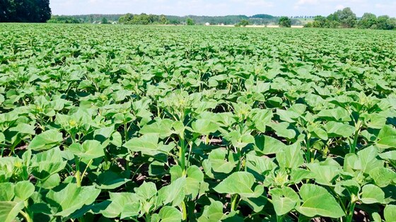 Strip-till technology in Ukraine brings results