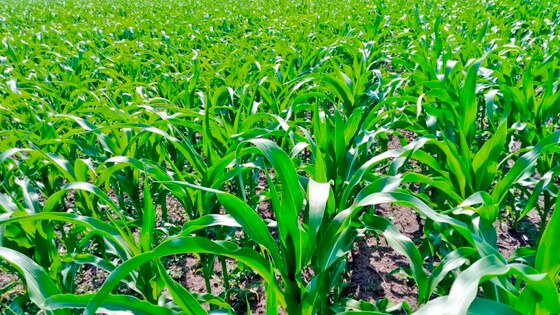 Strip-till technology in Ukraine brings results