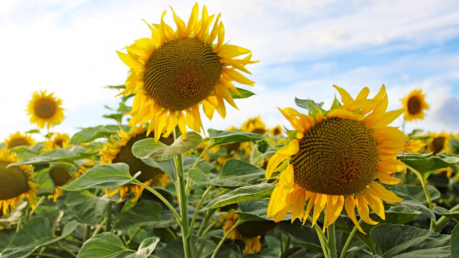 Strip-till technology in Ukraine brings results