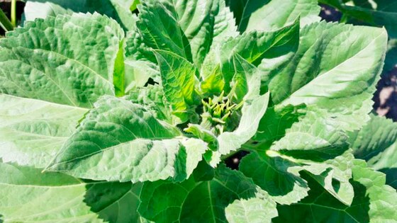 Strip-till technology in Ukraine brings results