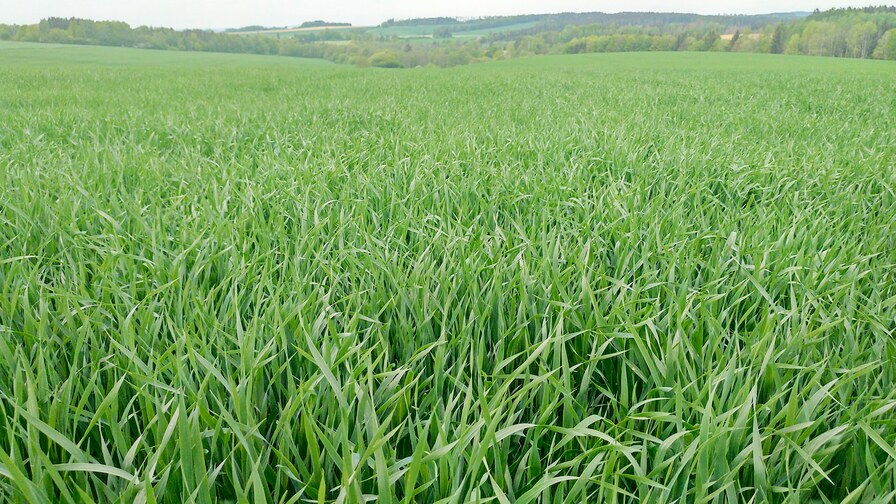 Ein viertel Jahrhundert zuverlässige Arbeit der Kompaktomat führte zu einer neuen Sämaschine Falcon