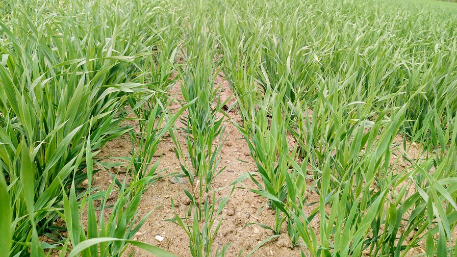 Ein viertel Jahrhundert zuverlässige Arbeit der Kompaktomat führte zu einer neuen Sämaschine Falcon