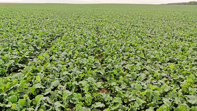 Výborná řepka díky Falconu