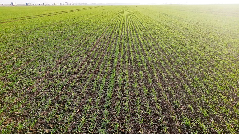 Falcon PRO - wide sowing options Falcon PRO - wide sowing options