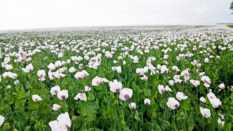 Agrosem Stěžery is already buying 14th machine of Farmet brand!